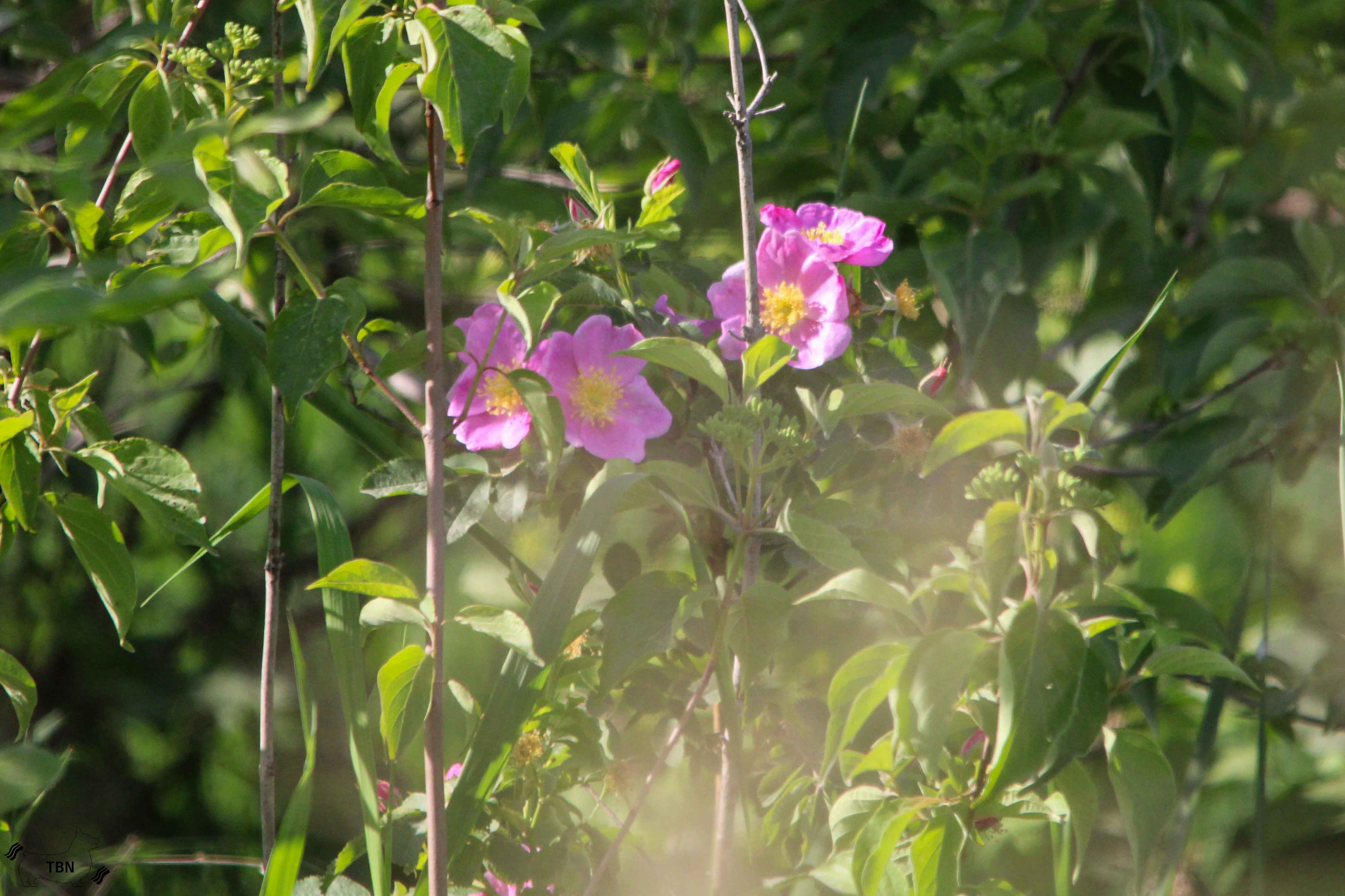 Wild Rose